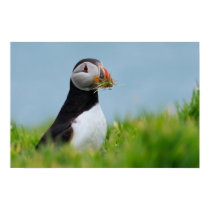 The Gatherer Puffin posters