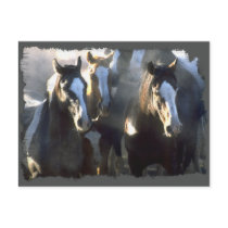 The Gathering of the Herd postcards