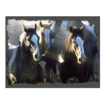 The Gathering of the Herd postcards