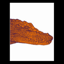 THE GATORS GLANCE postcards