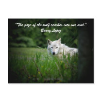 The gaze of the wolf reaches in... postcards by tompurse The gaze of the wolf reaches in... postcards