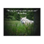 The gaze of the wolf reaches in... postcards