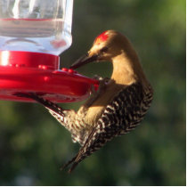 The Gila Thinks it's a Hummingbird photo sculptures