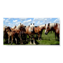 The Girls of BAR 7L Farms posters