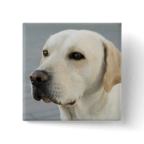 The Golden Labrador buttons by ironydesignphotos The Golden Labrador buttons