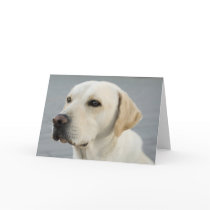 The Golden Labrador cards