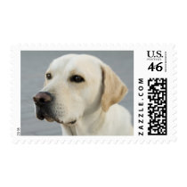 The Golden Labrador postage by ironydesignphotos The Golden Labrador postage