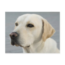 The Golden Labrador postcards