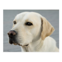 The Golden Labrador Postcards