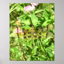the Golden Lady Print