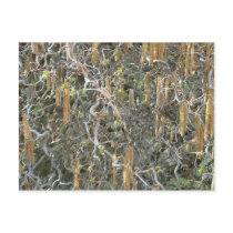 The Golden Seeds postcards