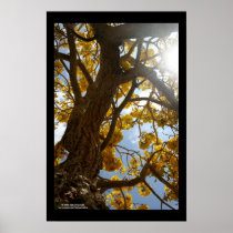 The Golden Tree (Blank) posters