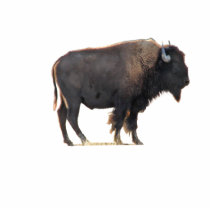 The Great American Bison photo sculptures