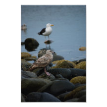 The Great Black-backed Photo