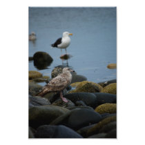 The Great Black-backed Photo