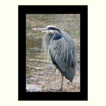 The Great Blue Heron posters by MoiraAshleigh The Great Blue Heron posters