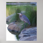 The Great Blue Heron posters