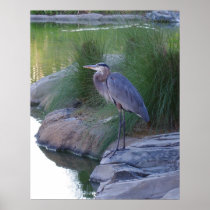 The Great Blue Heron Posters