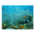 the great coral barrier in australia postcard rda3036f3d62f46e788c2edbe73f5a2d3 vgbaq 8byvr 150 Australia