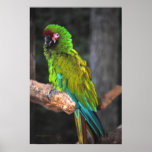 The Great Green Macaw posters