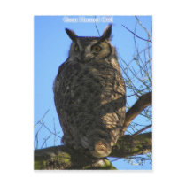 The Great Horned Owl Postcards