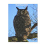 The Great Horned Owl Postcards