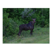 The Great North Woods Moose postcards