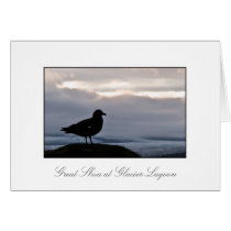 The Great Skua at sunset cards