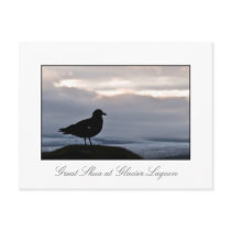 The Great Skua at sunset postcards