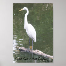 The Great White Egret Print