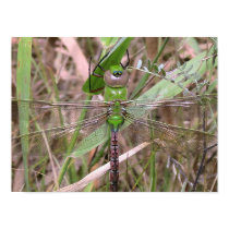 The Green Dragonfly Rests posters