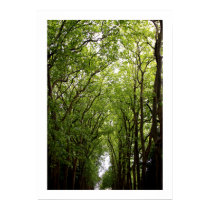 The Green Forest Print