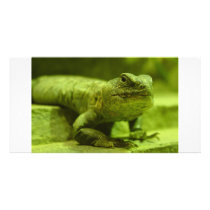 The Green Lizard photo cards