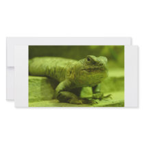 The Green Lizard photo cards