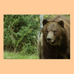 The Grizzly Bear Poster posters