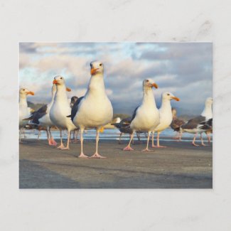 The Gull Gang postcard