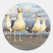The Gull Gang Round Sticker