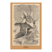 The Gyrfalcon posters