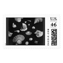 The Hamptons Seashells Stamp stamps