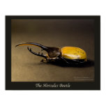 beetle, escarabajo, coleoptero, hercules,...