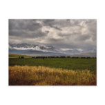 The Herd Post Card