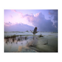 The Heron Takes Flight, Santa Rosa Island posters
