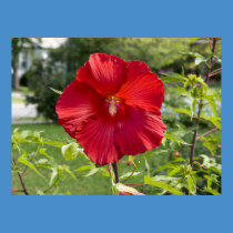 The Hibiscus posters