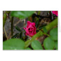 The Hidden Jewel (rose hips) cards by GardenMother The Hidden Jewel (rose hips) cards