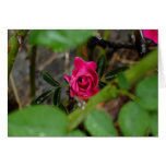 The Hidden Jewel (rose hips) - Customized Greeting Cards
