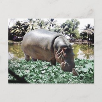 The Hippo And The Bird postcard