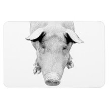 The Hog in Black and White Magnets