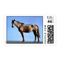 The Horse Pose Postage Stamps