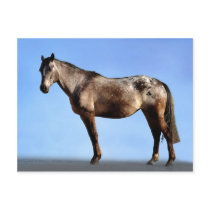 The Horse Pose Postcards