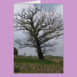 The Huge, Old Oak on 22 cards